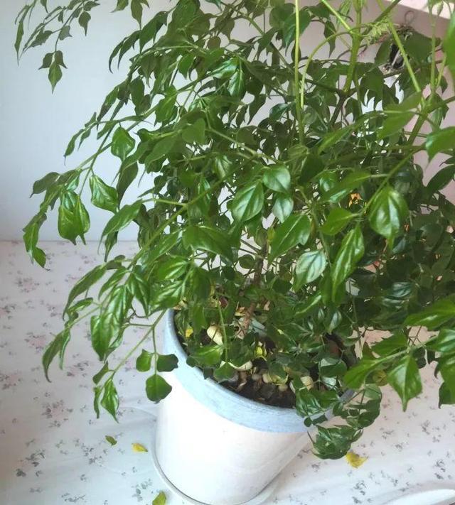 大蒜的种植方法视频：掌握关键步骤，轻松种植大蒜