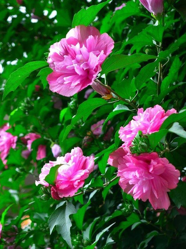 竹笋种植方法：掌握要领，实现丰收