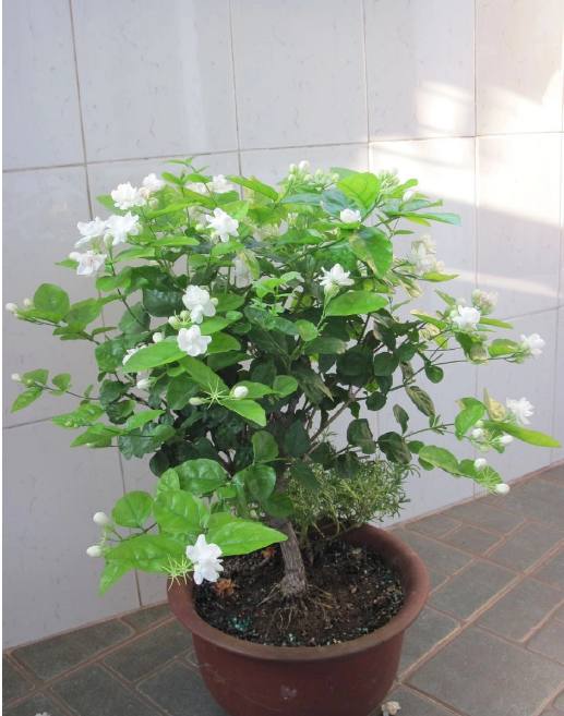 铃兰的种植方法：打造春日里的清新美景