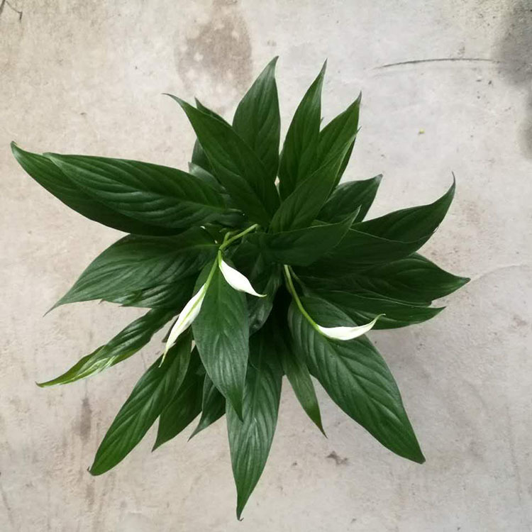 羊的驱虫方法：保持羊群健康的关键措施