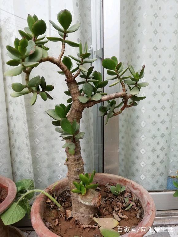 蓝雪花的养殖方法