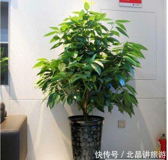 菜台种植方法：打造私家菜园的必备指南