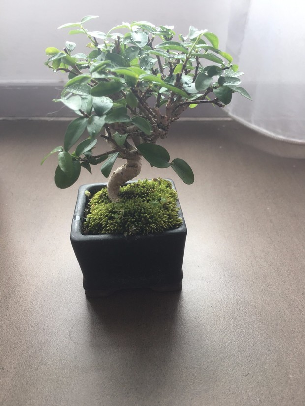 草莓秧的种植方法