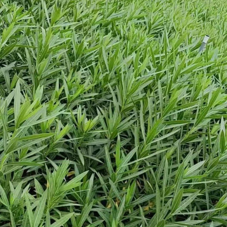 文竹的繁殖方法：轻松掌握繁衍技巧