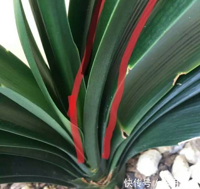 喜林芋的养殖方法：养出繁茂绿意的秘诀