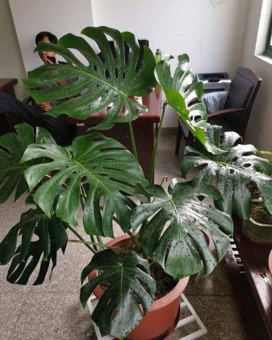 正确养小鸡的方法