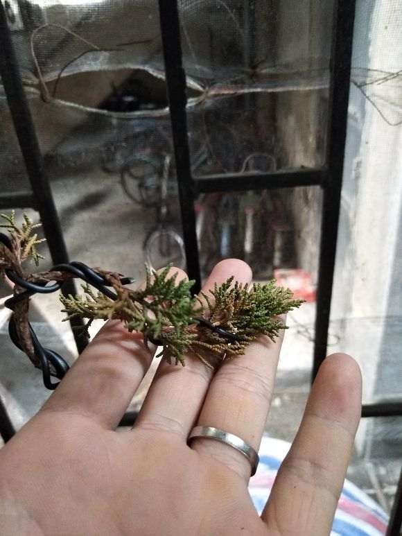 蜂窝泡酒的方法：传统工艺与现代技巧的结合