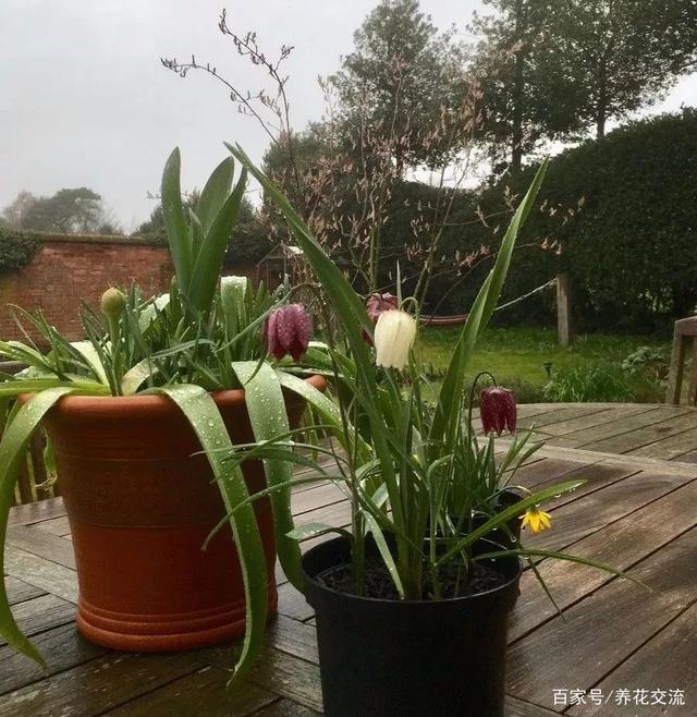 鸡白痢治疗方法：全面解析与有效对策