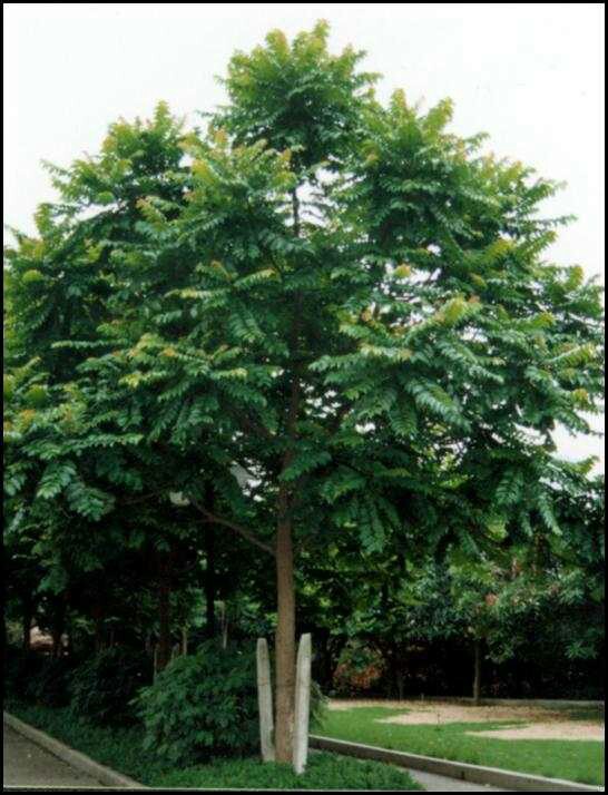 三色堇扦插：繁殖新植株的详细指南