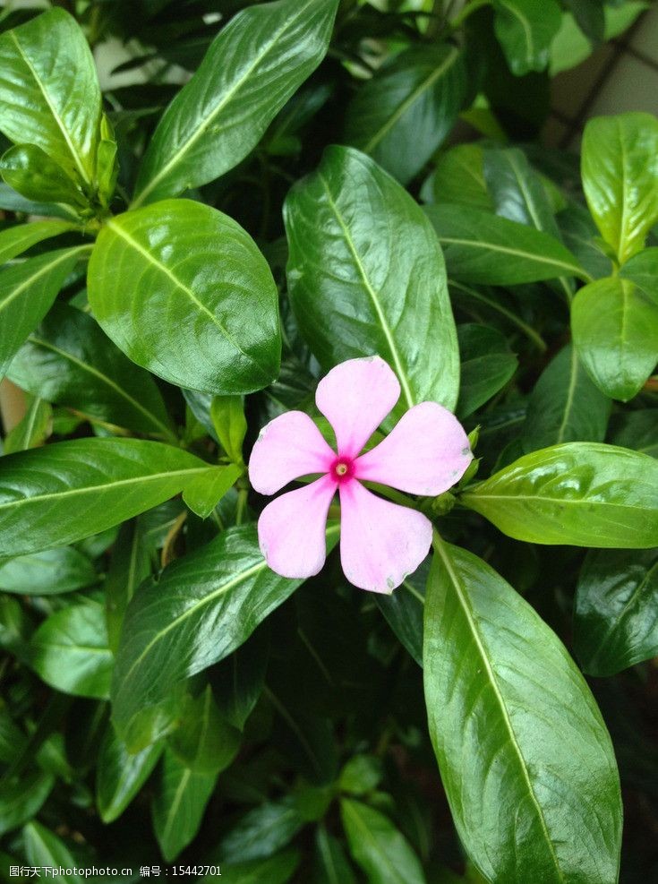芹菜的种植方法和时间