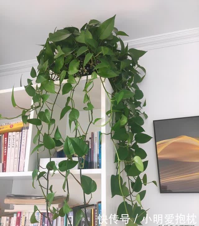 铃兰花的种植方法