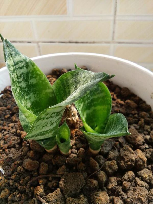 香菇怎么种植方法：家庭种植指南