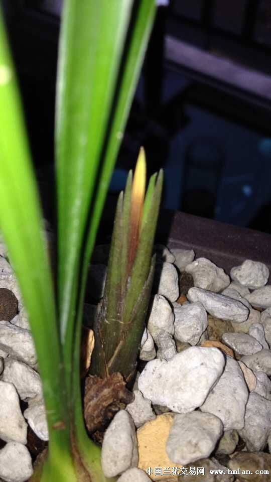 母猪管理方法：提升养殖效益的关键策略