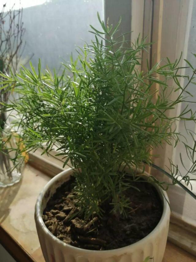 橘子种植方法：掌握技巧，丰收在望