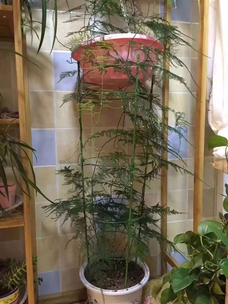 水仙的种植方法：打造冬日里的清新绿意