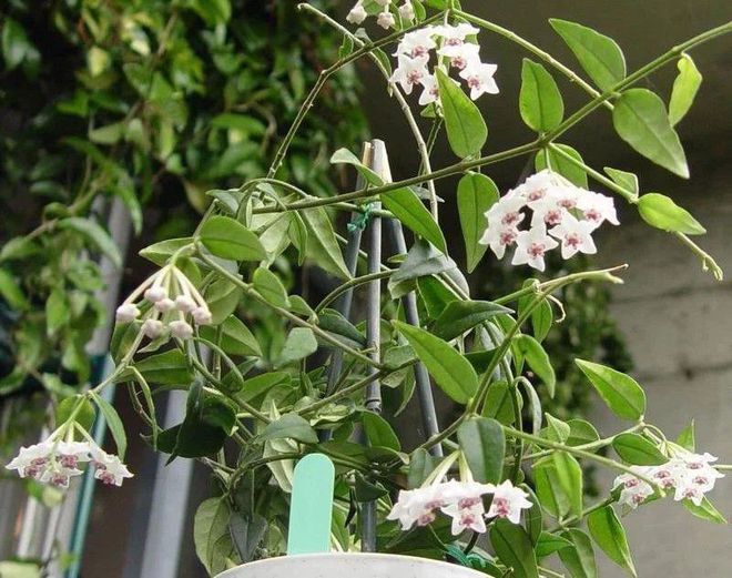 哈密瓜的种植方法：掌握关键步骤，收获甜蜜果实