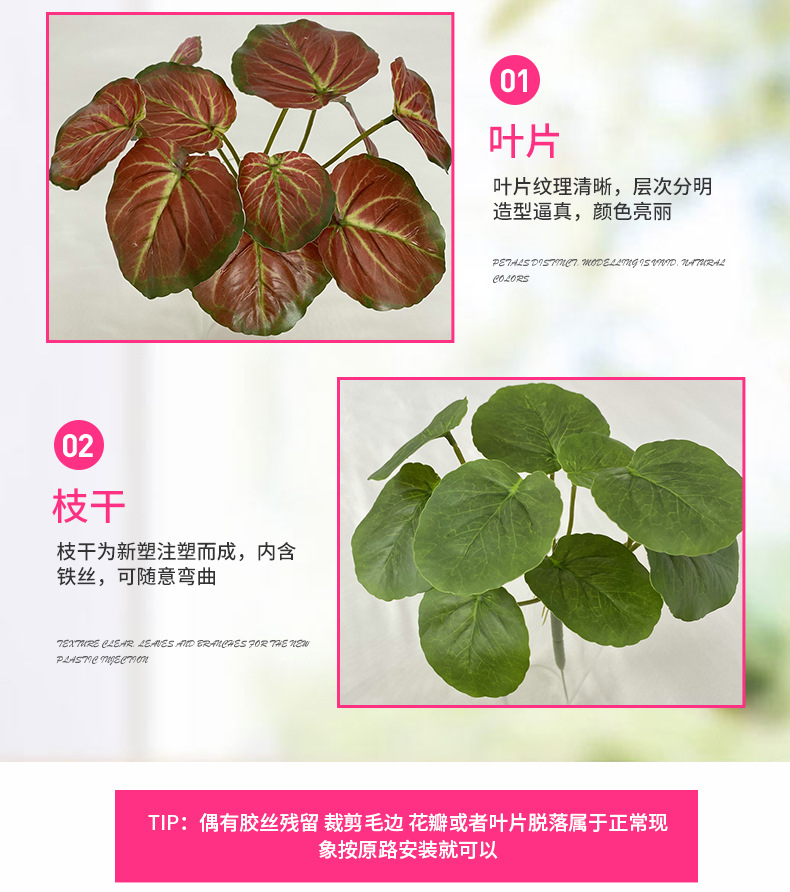 茶花养护方法