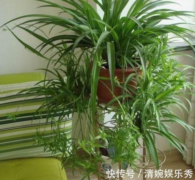 娃娃鱼的养殖方法