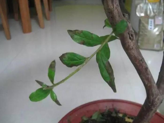 水泥鱼池脱碱方法：打造健康水质环境
