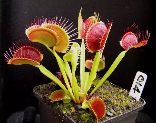 阉公鸡方法：揭秘高效植物养护技巧