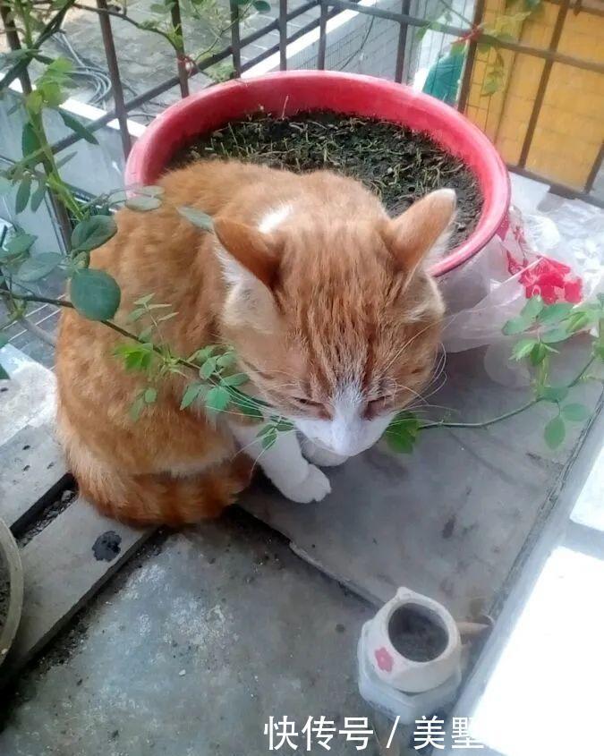 芹菜播种方法：种植技巧与步骤详解