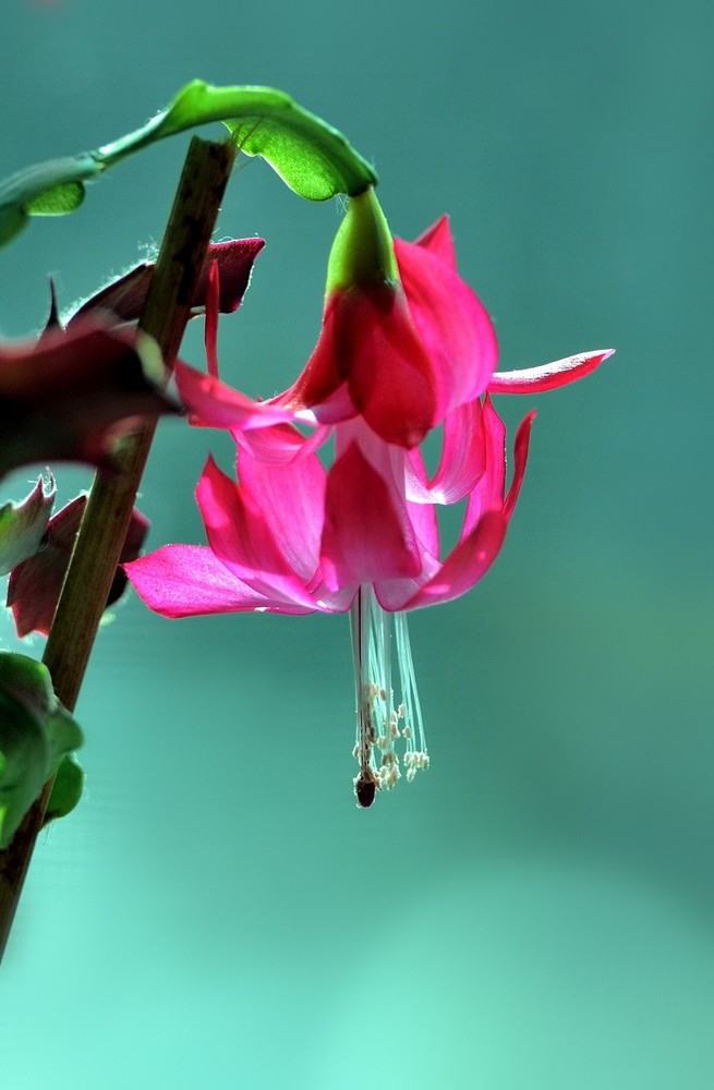 盆栽蓝莓技术视频：掌握种植秘诀，轻松培育美味果实