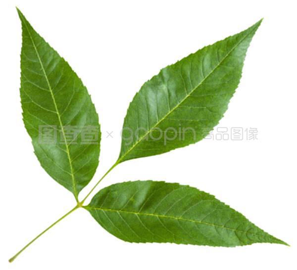 韭菜如何种植方法：掌握技巧，让你的韭菜茁壮成长