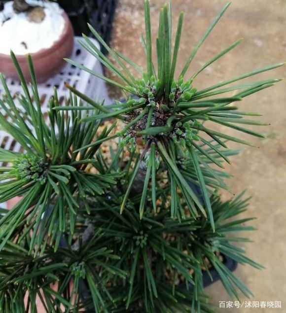 花椒怎么种植方法：详解花椒种植技巧与要点
