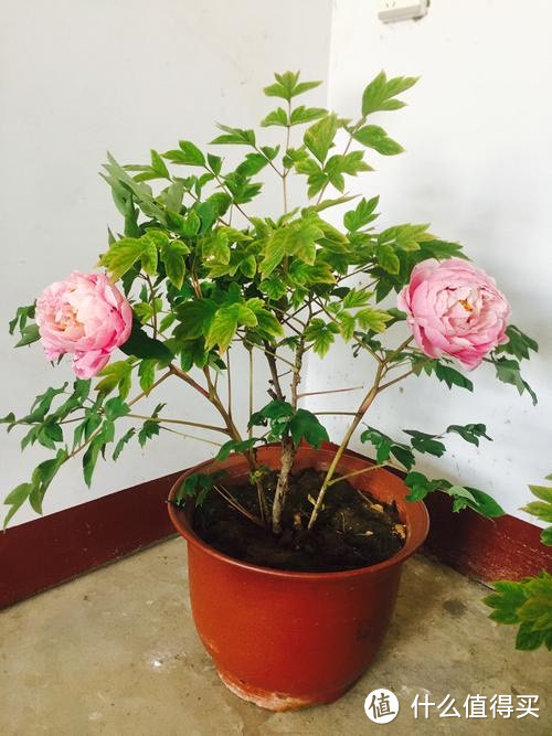 柚子核盆栽种植方法：打造家中绿色小角落