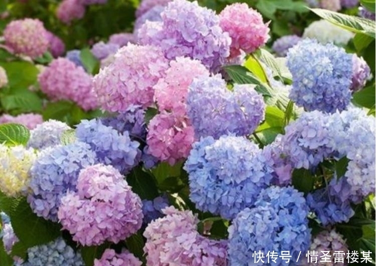 盆莲花的养殖方法