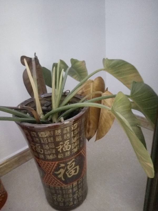 水仙花水培方法图解：轻松掌握养护秘诀