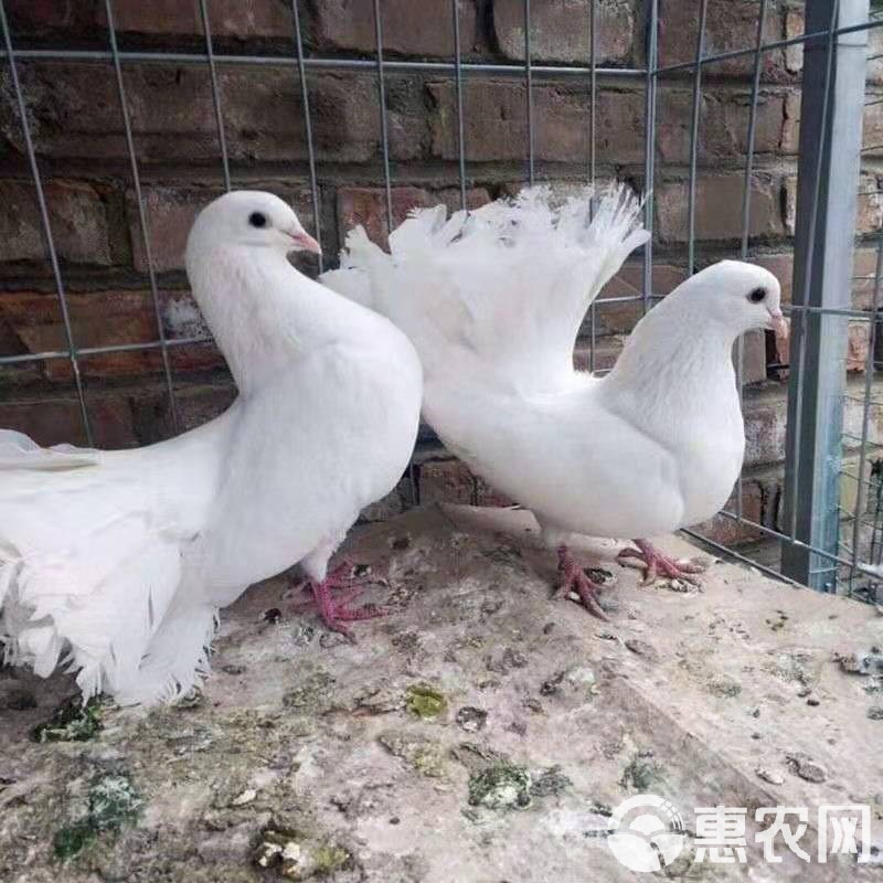 金针菇种植方法视频：解锁家庭种植新技能