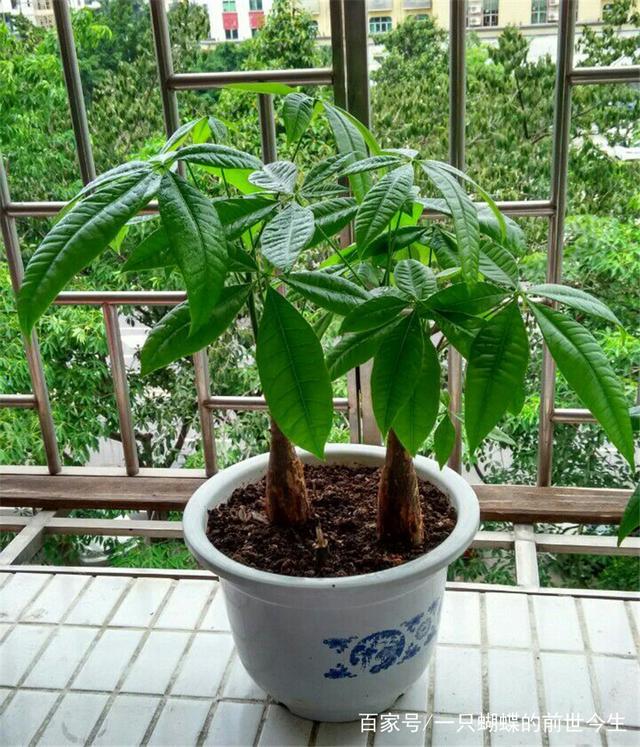 家养蝴蝶兰的方法