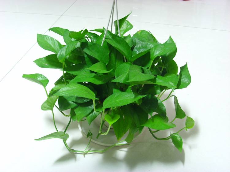 蘑菇的种植方法视频：轻松掌握家庭种植技巧