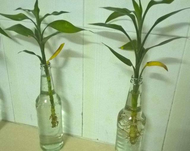 草种子的种植方法：打造完美草坪的秘诀