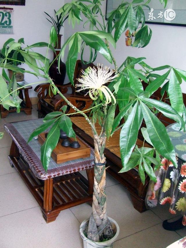 丹桂盆栽技术：掌握要点，打造家居绿意
