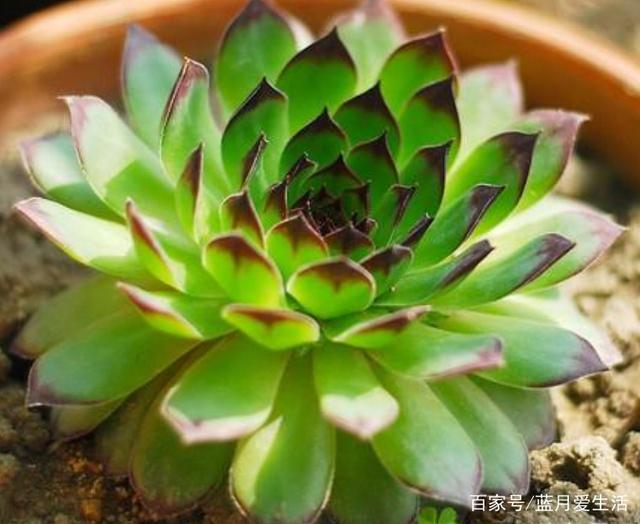 紫薇花嫁接方法直播：掌握技巧，轻松繁育美丽花木