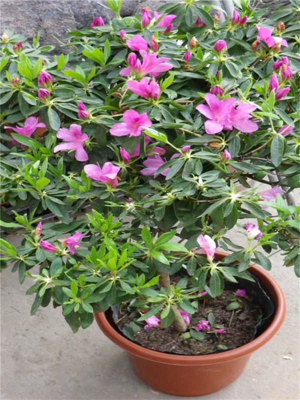 四季海棠叶子扦插：繁殖新植株的简易指南