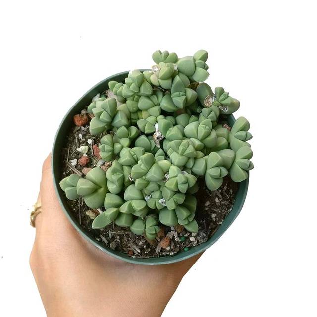鸡病新城疫治疗方法：全面解析与应对策略