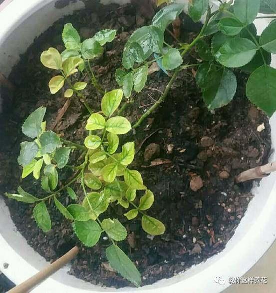 鸿运当头养殖方法：让你的绿色生活充满生机