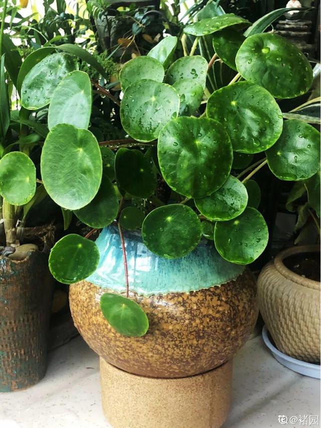 贝贝南瓜种植方法：掌握关键技巧，轻松种植美味南瓜