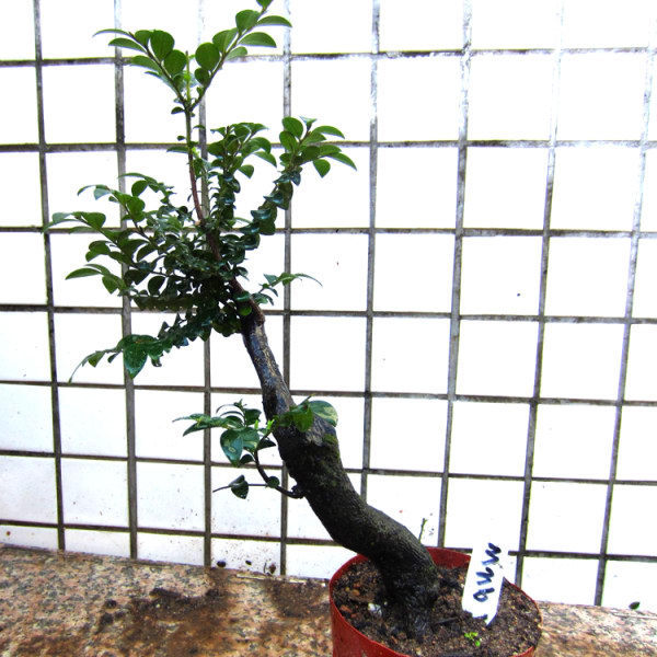 瑞香的扦插季节：掌握最佳时机，提高成活率