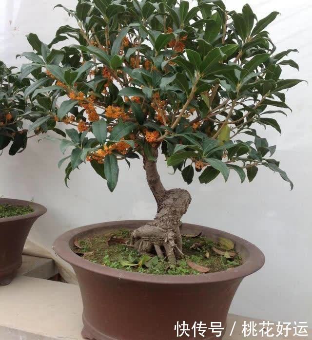 玉兰树的种植方法