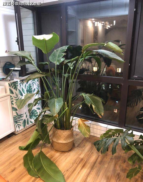 蒜的种植方法：掌握关键技巧，实现丰收高效