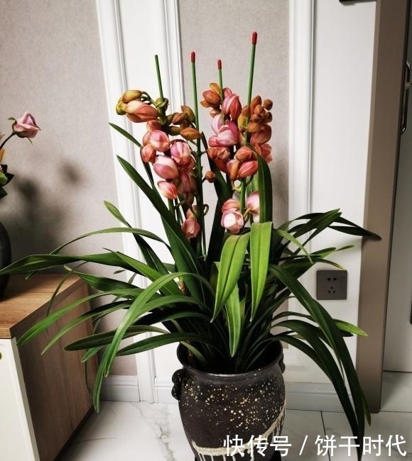 桂圆种植盆栽方法：培育美味果实的小秘诀