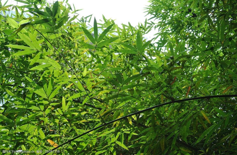 盆栽花卉栽培管理：打造室内花园的艺术