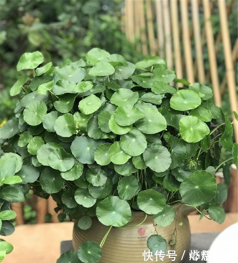 不开花的盆栽花卉图片：绿意盎然的室内装饰
