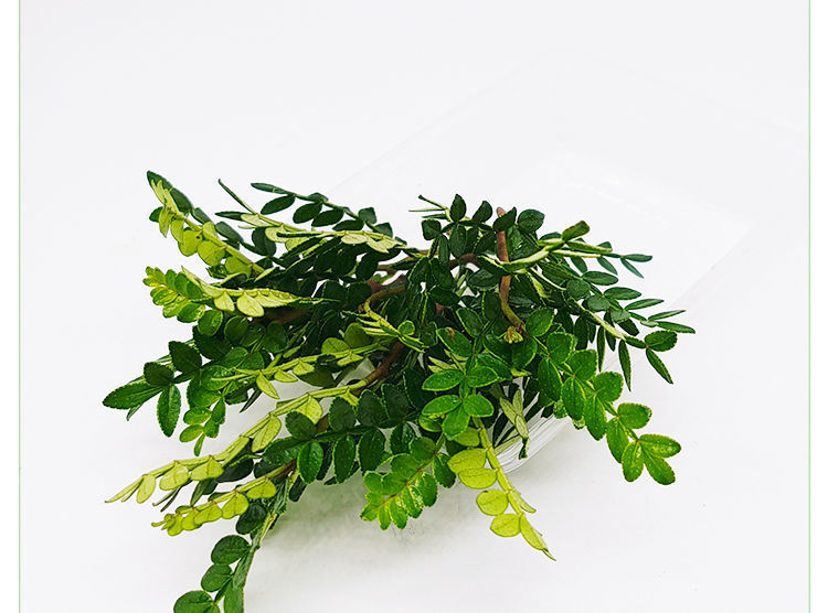 菠萝盆栽怎么水培生根 - 专业植物养殖指南