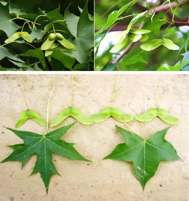 盆栽迷你玫瑰花怎么养：专家园丁养护指南