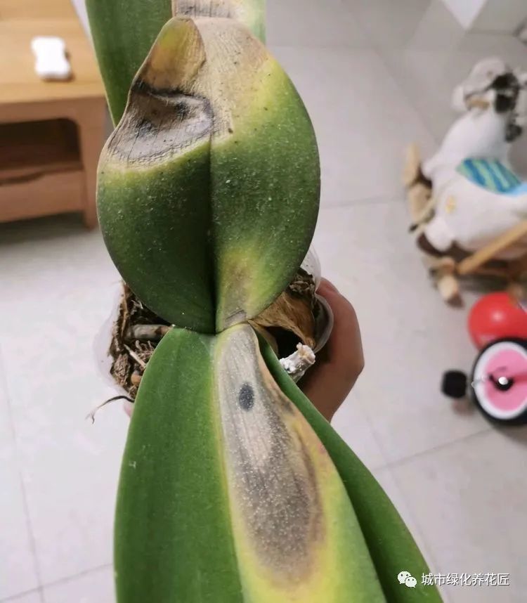 家里盆栽葡萄：种植技巧与养护心得
